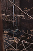 1stAve12_thumb.png